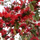 Bombax Ceiba Tree Edible Fruit Kopak Red Silk Cotton 20 Seeds Heirloom Seeds