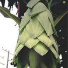 Ensete Glaucum Seeds Snow Banana Garden Fruit Tree Hardy Zone 7 Perennial Heirloom Seeds