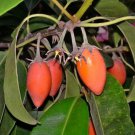 Mimusops Elengi Tree 15 Seeds Fragrant Spanish Cherry Indian Medlar Bakul Heirloom Seeds