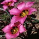 Romulea Subfistulosa 10 Seeds Flowering South African Bulbous Plant Heirloom Seeds Romulea Subfistulosa 10 Seeds Flowering South African Bulbous Plant Heirloom Seeds