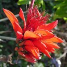 Erythrina Arborescens 6 Seeds Flowering Coral Tropical Shrub Or Tree Heirloom Seeds Erythrina Arborescens 6 Seeds Flowering Coral Tropical Shrub Or Tree Heirloom Seeds