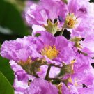 Lagerstroemia Speciosa Flos Reginae Tree 20 Seeds Queens Crape Myrtle Herb Heirloom Seeds