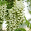 Robinia Pseudoacacia Tree 50 Seeds Fragrant Cold Hardy Black Locust Heirloom Seeds