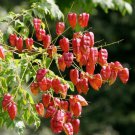 Koelreuteria Paniculata 15 Seeds Ornamental Flowering Golden Rain Tree Heirloom Seeds Koelreuteria Paniculata 15 Seeds Ornamental Flowering Golden Rain Tree Heirloom Seeds
