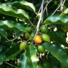 Mimusops Elengi Tree Seeds Fragrant Edible Fruit Medicinal Spanish Cherry Heirloom Seeds Mimusops Elengi Tree Seeds Fragrant Edible Fruit Medicinal Spanish Cherry Heirloom Seeds