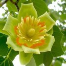 Liriodendron Tulipifera 10 Seeds Tulip Flower Yellow Poplar Tree Cold Hardy Heirloom Seeds