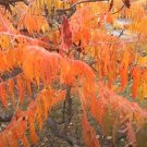 Rhus Typhina 100 Seeds Staghorn Sumac Cold Hardy Native Shrub Tree Heirloom Seeds