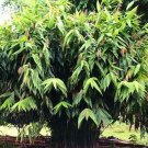 Thysanolaena Maxima 100 Seeds Tiger Broom Garden Grass Nepali T Latifolia Heirloom Seeds Thysanolaena Maxima 100 Seeds Tiger Broom Garden Grass Nepali T Latifolia Heirloom Seeds
