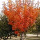 Pistacia Chinensis Cold Hardy Chinese Bonsai Pistach Shade Tree 20 Seeds Heirloom Seeds Pistacia Chinensis Cold Hardy Chinese Bonsai Pistach Shade Tree 20 Seeds Heirloom Seeds