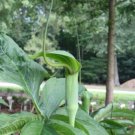 Arisaema Tortuosum 5 Seeds Hardy Whipcord Jack In The Pulpit Cobra Lily Heirloom Seeds Arisaema Tortuosum 5 Seeds Hardy Whipcord Jack In The Pulpit Cobra Lily Heirloom Seeds