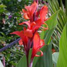 Canna Indica 10 Seeds Red Indian Shot Garden Edible Arrowroot Fodder Heirloom Seeds Canna Indica 10 Seeds Red Indian Shot Garden Edible Arrowroot Fodder Heirloom Seeds