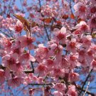 Prunus Cerasoides Puddum 20 Seeds Wild Himalayan Cherry Fruit Tree Bonsai Heirloom Seeds Prunus Cerasoides Puddum 20 Seeds Wild Himalayan Cherry Fruit Tree Bonsai Heirloom Seeds