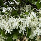 Chionanthus Retusus 10 Seeds Flowering Chinese Fringe Tree Ornamental Heirloom Seeds