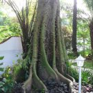 Ceiba Pentandra Tree 15 Seeds Large Kapok Silk Cotton Java Bonsai Samauma Heirloom Seeds Ceiba Pentandra Tree 15 Seeds Large Kapok Silk Cotton Java Bonsai Samauma Heirloom Seeds