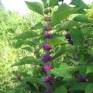 Callicarpa Dichotoma 40 Seeds Ornamental Purple Beauty Berry Shrub Bush Heirloom Seeds