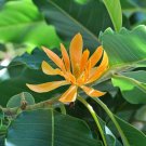 Michelia Champaca Magnolia Tree Shrub 10 Seeds Fragrant Perfume Joy Heirloom Seeds