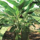 Musa Flaviflora 5 Seeds Wild Northeastern Indian Banana Fruit Heirloom Seeds