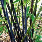 Phyllostachys Nigra 20 Seeds Cold Hardy Black Running Bamboo Heirloom Seeds Phyllostachys Nigra 20 Seeds Cold Hardy Black Running Bamboo Heirloom Seeds