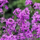 Hesperis Matronalis 300 Seeds Fragrant Purple Dames Rocket Flowers Heirloom Seeds Hesperis Matronalis 300 Seeds Fragrant Purple Dames Rocket Flowers Heirloom Seeds
