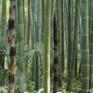 Phyllostachys Edulis 20 Seeds Edible Giant Timber Moso Bamboo Heirloom Seeds Phyllostachys Edulis 20 Seeds Edible Giant Timber Moso Bamboo Heirloom Seeds