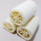 Luffa Cylindrica Vine 10 Seeds Sponge Gourd Egyptian Cucumber Smooth Loofah Heirloom Seeds Luffa Cylindrica Vine 10 Seeds Sponge Gourd Egyptian Cucumber Smooth Loofah Heirloom Seeds
