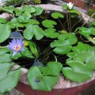 Nymphaea Nouchali 15 Seeds Fragrant Blue Water Lily Aquatic Star Lotus Heirloom Seeds Nymphaea Nouchali 15 Seeds Fragrant Blue Water Lily Aquatic Star Lotus Heirloom Seeds