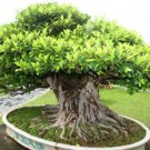 Ficus Benghalensis Tree 100 Seeds Banyan Bengal Fig East Indian Fig Bonsai Heirloom Seeds Ficus Benghalensis Tree 100 Seeds Banyan Bengal Fig East Indian Fig Bonsai Heirloom Seeds