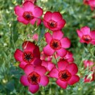 Linum Grandiflorum Rubrum 1 Gram Approx 275 Seeds Scarlet Flax Flowers Heirloom Seeds Linum Grandiflorum Rubrum 1 Gram Approx 275 Seeds Scarlet Flax Flowers Heirloom Seeds