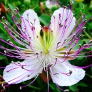 Capparis Spinosa Caper Bush Edible Flinders Rose 20 Seeds Heirloom Seeds