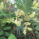 Acacia Mearnsii 25 Seeds Nitrogen Fixing Black Wattle Tree Shrub Heirloom Seeds