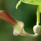 Aristolochia Tagala Vine 10 Seeds Indian Birthwort Dutchman'S Pipe Climber Heirloom Seeds