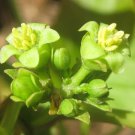 Jatropha Curcas Tree Bio Diesel Fuel Source Physic Nut 5 Seeds Cash Crop Heirloom Seeds