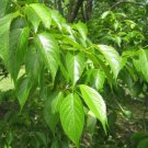 Eucommia Ulmoides 10 Seeds Cold Hardy Medicinal Ornamental Rubber Tree Heirloom Seeds Eucommia Ulmoides 10 Seeds Cold Hardy Medicinal Ornamental Rubber Tree Heirloom Seeds