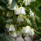 Elaeocarpus Floribundus Flowering Tree 4 Seeds Indian Olive Jolpai Heirloom Seeds