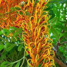Grevillea Robusta Tree 10 Seeds Southern Silky Oak Australian Silver Oak Heirloom Seeds Grevillea Robusta Tree 10 Seeds Southern Silky Oak Australian Silver Oak Heirloom Seeds