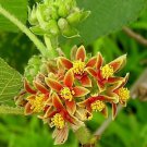 Grewia Villosa Shrub 5 Seeds Endangered Edible Mallow Raisin Heirloom Seeds