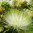 Albizia Lebbeck Tree 10 Seeds Very Fragrant Medicinal Siris Woman'S Tongue Heirloom Seeds
