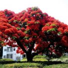 Delonix Regia Canopy Tree 10 Seeds Garden Red Royal Flowering Poinciana Heirloom Seeds
