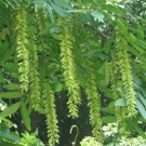 Pterocarya Stenoptera Shade Tree 15 Seeds Ornamental Chinese Wingnut Heirloom Seeds Pterocarya Stenoptera Shade Tree 15 Seeds Ornamental Chinese Wingnut Heirloom Seeds