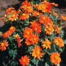 Tithonia Rotundifolia 50 Seeds Mexican Sunflower Herb Daisy Shrub Heirloom Seeds