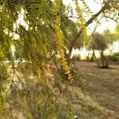 Prosopis Cineraria Tree 10 Seeds Highly Valued Khejri Chhonkara And Jammi Heirloom Seeds Prosopis Cineraria Tree 10 Seeds Highly Valued Khejri Chhonkara And Jammi Heirloom Seeds