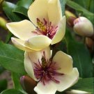 Magnolia Figo 10 Seeds Fragrant Cold Hardy Banana Michelia Shrub Heirloom Seeds