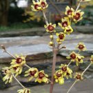 Chimonanthus Praecox Shrub 10 Seeds Fragrant Wintersweet Hardy Allspice Heirloom Seeds