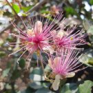 Capparis Zeylanica 10 Seeds Edible Indian Ceylon Caper Climbing Shrub Heirloom Seeds Capparis Zeylanica 10 Seeds Edible Indian Ceylon Caper Climbing Shrub Heirloom Seeds
