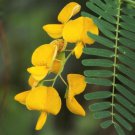 Sesbania Bispinosa 20 Seeds Edible Multi Purpose Shrub Prickly Seban Heirloom Seeds