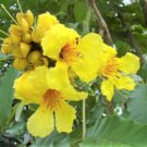 Markhamia Lutea 20 Seeds Nile Tulip Trumpet Or Siala Shrub Or Small Tree Heirloom Seeds