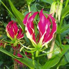 Gloriosa Rothschildiana Glory Vine 10 Seeds Climbing Flame Lily Heirloom Seeds Gloriosa Rothschildiana Glory Vine 10 Seeds Climbing Flame Lily Heirloom Seeds
