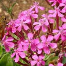 Silene Armeria 1000 Seeds Garden Catchfly Flowers None So Pretty Heirloom Seeds
