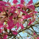 Ceiba Speciosa 10 Seeds Garden Hardy Pink Chorisia Kapok Silk Floss Tree Heirloom Seeds Ceiba Speciosa 10 Seeds Garden Hardy Pink Chorisia Kapok Silk Floss Tree Heirloom Seeds