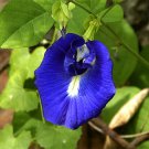 Clitoria Ternatea Vine Single Blue 15 Seeds Butterfly Pea Asian Pigeonwings Heirloom Seeds Clitoria Ternatea Vine Single Blue 15 Seeds Butterfly Pea Asian Pigeonwings Heirloom Seeds
